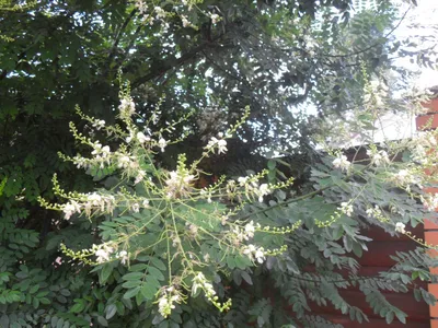 Стифнолобиум японский или софора японская / Styphnolobium japonicum |  MULTIFLORA