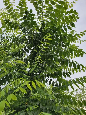 Софора японская (Sophora japonica)