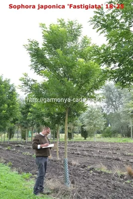 Стифнолобиум японский или софора японская / Styphnolobium japonicum |  MULTIFLORA