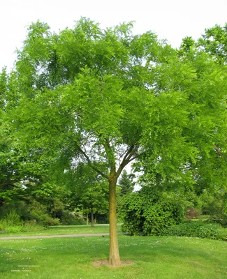 Софора японская – дерево и древесина – Styphnolobium japonicum