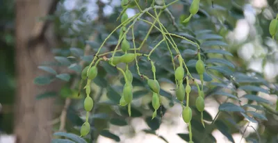 Софора японская, Sophora japonica, 350см (ID#1148876798), цена: 1645 ₴,  купить на Prom.ua