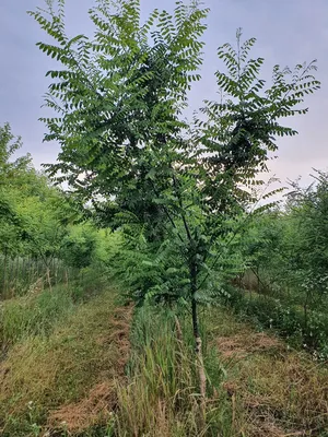 Софора японская – дерево и древесина – Styphnolobium japonicum