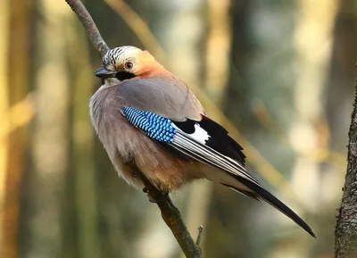 Очень нарядная птица сойка сидит на…» — создано в Шедевруме