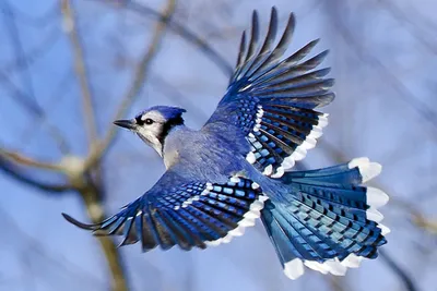Яркие птицы, которые могут мяукать и говорить, поселились в Волгодонске