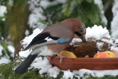 Сойка (Garrulus glandarius)