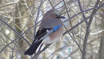 Невадская сойка [группа woodhouseii] - eBird