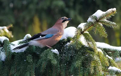 Сойка (Garrulus glandarius). Фотогалерея птиц. Фотографии птиц России,  Беларуси, Украины, Казахстана, Таджикистана, Азербайджана.