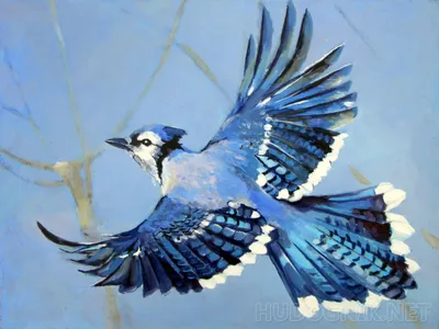 Blue Jay - Голубая сойка. Photographer Etkind Elizabeth