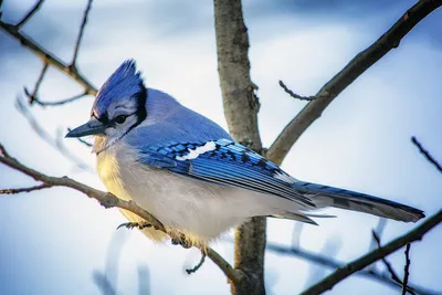 Чучело. Сойка. Garrulus glandarius.