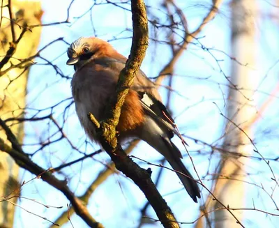 Сойка [Група japonicus] - eBird