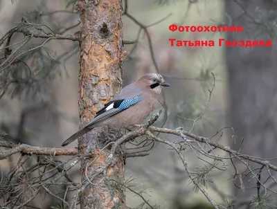 Пересмешники русского леса: как живут красавицы-сойки | Вокруг Света