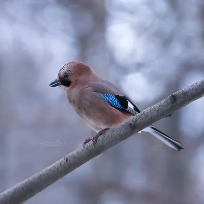 Blue Jay - Голубая сойка. Photographer Etkind Elizabeth