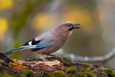 Голубая сойка красивая птица | Премиум Фото