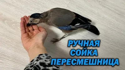 Сойка.