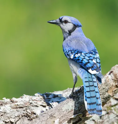 Сойка / Со́йка (также обыкновенная сойка, лат Garrulus glandarius) — птица  рода соек семейства врановых отряда воробьинообразных ✏Свое причудливой  название лесная птица сойка получила от формы древнерусского глагола,  родственного современному «сиять», за