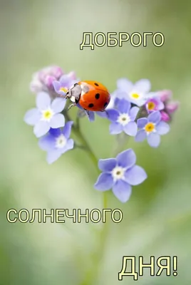 Пожелание ясного дня (26 лучших фото)