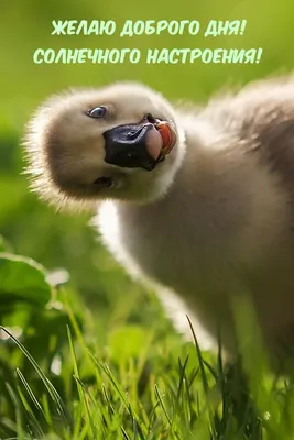 Весенний букет Радость солнечного дня| купить недорого | доставка по Москве  и области