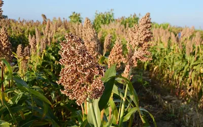Сахарный сорго намерены выращивать и перерабатывать в Казахстане - АПК  Новости