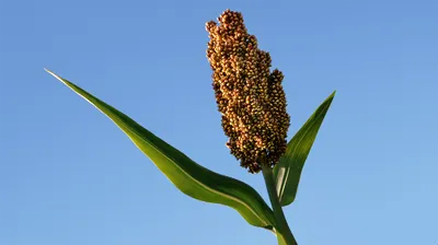 Ба-Е-Цы Северное Зерновое Сорго - Ba-Ye-Qi Sorghum | Дом Помидоров - Помидом