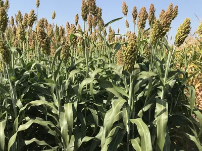 Сорго зерновое белое семена 20 грамм (около 800 шт) (Sorghum bicolor)  (ID#1846427328), цена: 44.10 ₴, купить на Prom.ua