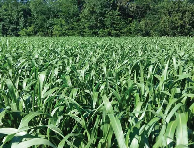 Сорго или кукуруза: вот в чем вопрос. Ответ на него пытаются найти практики  и ученые