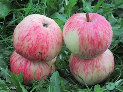 Яблоня Анис Розово-полосатый - описание сорта и фото яблок