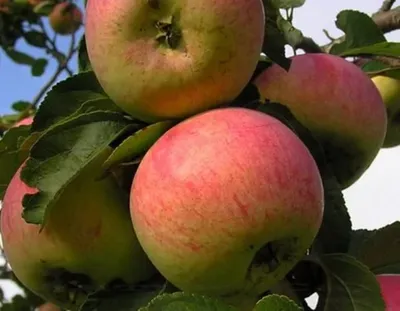 25 лучших сортов осенних яблонь — особенности выращивания на Юге, в  Подмосковье и средней полосе России, хранения яблок