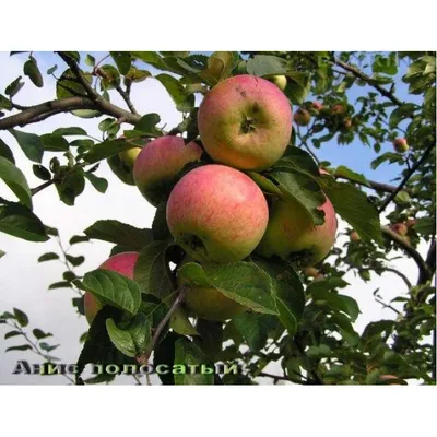 Анис - один из старейших сортов яблок 🍎 в Поволжье | Яблоки Хвалынские |  Дзен