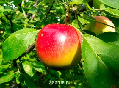 Яблоня Анис новый – купить саженцы яблони в питомнике в Москве