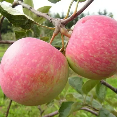 Яблоки летний сорт яблоко \"июльское черненко\" купить оптом