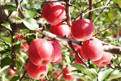 Яблоня сорт Анис Свердловский - «Крупные яблоки в Сибири » | отзывы
