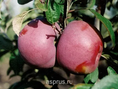 Сорта яблони в Вознесенском Оршине монастыре | Плодовый сад