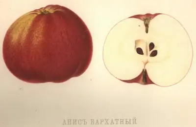 Яблоня Анис Алый - описание сорта и фото яблок