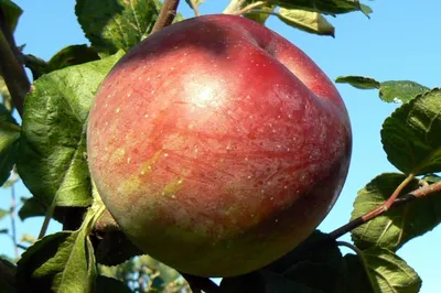Яблоня сорт Анис Свердловский - «Крупные яблоки в Сибири » | отзывы