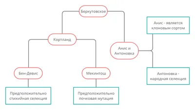 Яблоки летний сорт яблоки \"квинти\" купить оптом