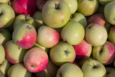 Топ-9 самых вкусных яблок зимних сортов (с фото) | В саду (Огород.ru)