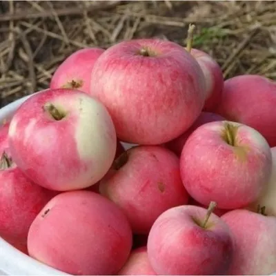 Яблоня сорта Соколовское - купить саженцы в Перми в питомнике «Марьина роща»
