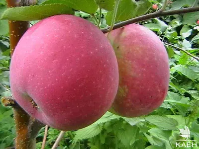 Яблоки. Все о яблоках | Белорецк.ру - сайт о жизни Белорецка