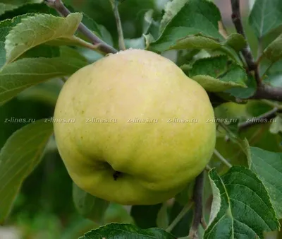Сорт яблок анис - 57 фото