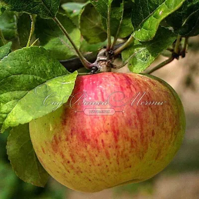 Лежать будут до самого июня: самые вкусные сорта яблок для длительного  хранения — ароматные, сладкие, как летом