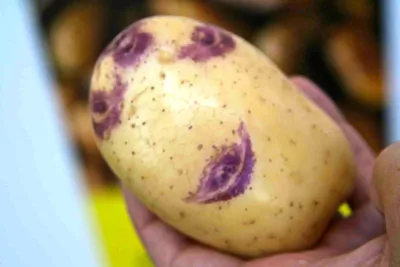 Сорт картофеля синеглазка фото фотографии