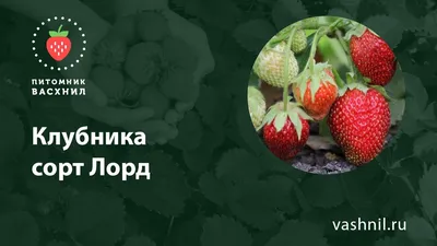 Купить Клубника Лорд (Упаковка 5шт) саженцы почтой в интернет-магазине  Эко-сад24.рф | Фото, описание сорта, цена и характеристики