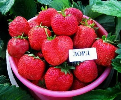 Земляника Лорд (40шт)