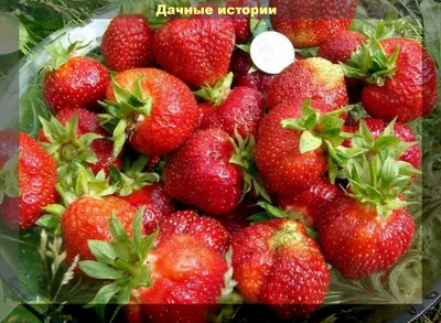 Клубника Лорд купить саженцы земляники оптом и в розницу | Питомник ВАСХНиЛ