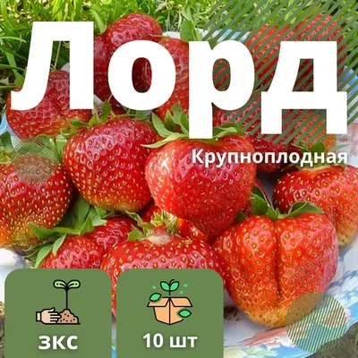 Крупная клубника: какие сорта выбрать