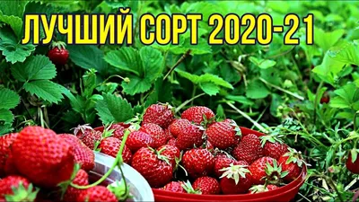 Клубника Лорд: купить в Тимашевске - цена 285₽ за 5 шт. - Доставка Почтой
