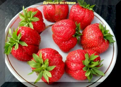 Продам/купить рассада клубники Лорд, Мармелада и другие сорта — Agro-Ukraine