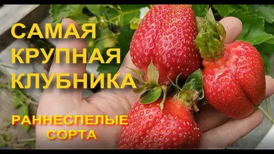 Мысковский Агропитомник / Каталог / Земляника