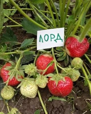 Лорд\" — очень популярный и мой любимый сорт клубники. Рассказываю как я его  выращиваю | Дачные истории | Дзен