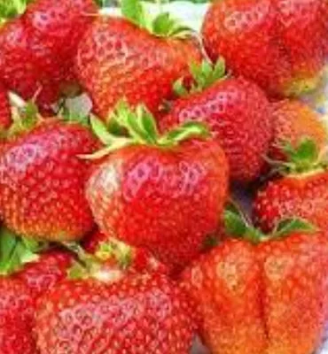 Семена клубники